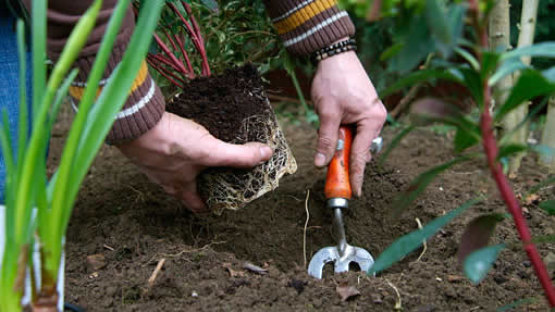 planten